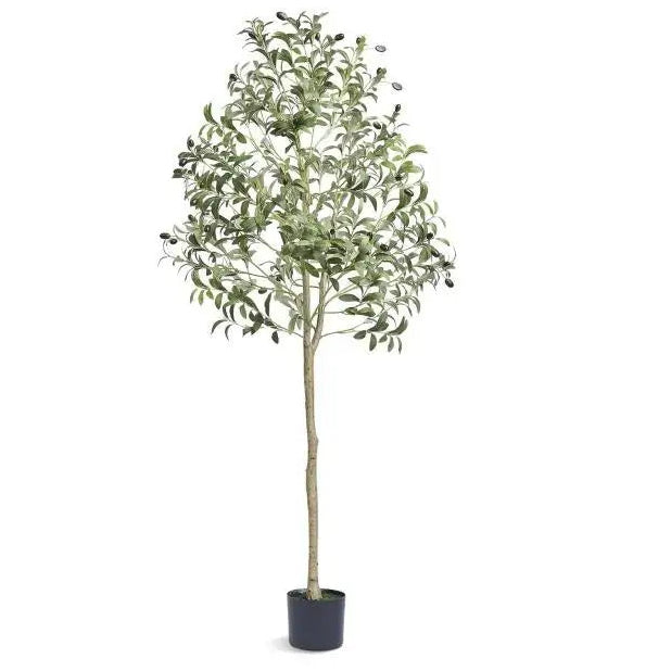 Potted plant with green leaves on a white background, branded 'SucceBuy'.